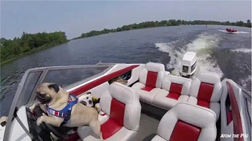 Kinh ngạc chó lái tàu thủy tốc độ cao