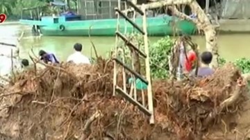 Cây cổ thụ đổ bất thần đè sập nhà, 4 người may mắn thoát nạn