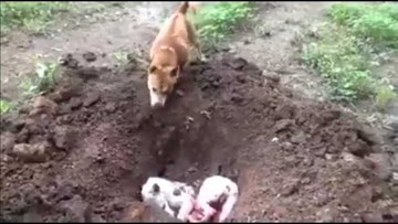 Chó đào mộ chôn xác bạn khiến triệu người rơi lệ