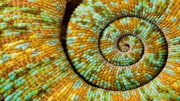 Nghiên cứu thành công bộ da điện tử giúp ngụy trang như tắc kè hoa