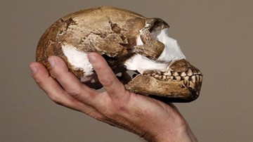 Phát hiện họ hàng mới của loài người ở Nam Phi