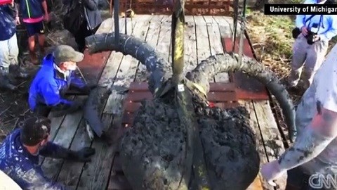 Phát hiện hài cốt voi ma mút khổng lồ 11.000 tuổi tại Mỹ