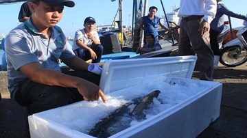 Chuyên gia Nhật khen tay nghề ngư dân Việt Nam