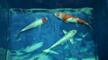 Cuộc thi tìm Cá Koi đẹp nhất lần đầu tiên tại Việt Nam