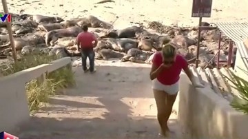 Kinh hoàng hàng nghìn xác bò trôi dạt vào bờ biển Brazil