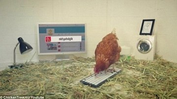 Gà mái được bổ nhiệm làm... giám đốc đầu tiên trên thế giới