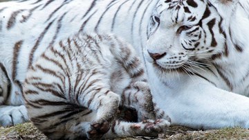 Thảo Cầm Viên muốn đổi hổ trắng quý hiếm lấy động vật khác