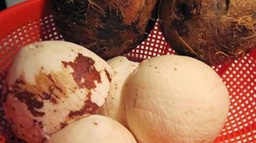 Mẹo tách cùi dừa nguyên quả cực đơn giản