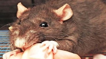 Xác chuột đầy rẫy trên đường phố, ai xử lý?