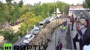 Cừu kéo đàn vào thủ đô Madrid để...biểu tình