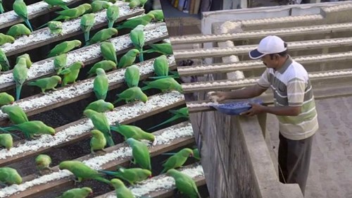 Người đàn ông 10 năm hào phóng nuôi hàng ngàn chim trời