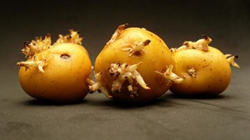 Khoai tây mọc mầm: Thực phẩm cực độc