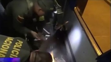 Nửa tấn cocaine ngụy trang trong xe bus chở CĐV bóng đá