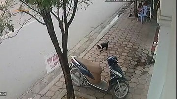 Trộm chó bị camera ghi hình ở Hà Nội