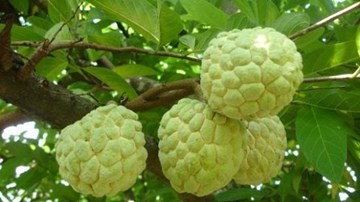 Bí quyết diệt sâu bọ bằng… hạt na