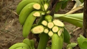 Nghẹn đắng hàng trăm tấn chuối bị đổ bỏ