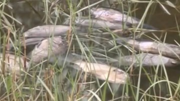 Quảng Nam: Nông dân điêu đứng vì cá nuôi bất ngờ chết hàng loạt