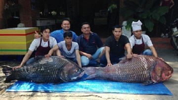 Bắt được cặp cá hô 'khủng' nặng 240 kg