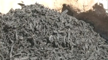 Chặn đứng vụ vận chuyển 72 kg đỉa sấy khô từ biên giới vào VN