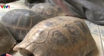 Phát hiện vụ vận chuyển 20 cá thể rùa quý hiếm