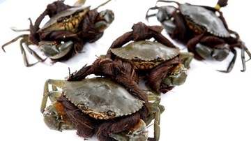 Cách sơ chế và làm sạch cua nhanh gọn