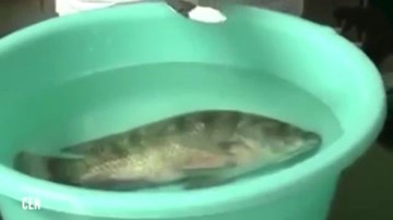 Kinh ngạc loại bột trắng ‘ma thuật’ giúp cá chết sống lại