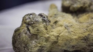 Kinh ngạc xác sư tử 12.000 năm tuổi vẫn còn nguyên vẹn