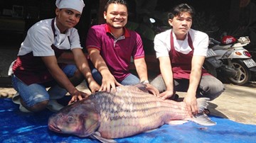Bắt được cá trà sóc khổng lồ trên dòng Mê Kông