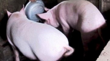 Vì sao Trung Quốc lùng sục mua heo siêu mỡ?
