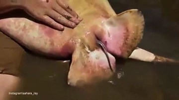 Cậu bé 12 tuổi đỡ đẻ cho cá đuối ngay dưới suối