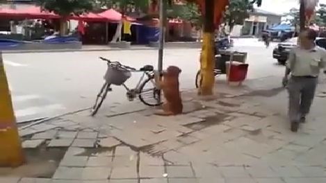Mê tít chú chó thông minh ngồi trông xe cho chủ