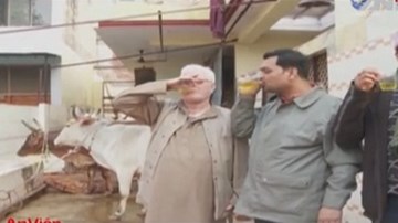 Rợn người cách chữa bệnh ung thư bằng nước tiểu bò