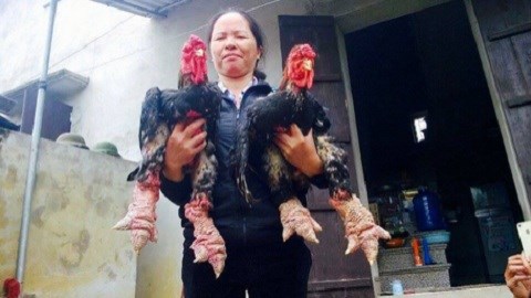 Mục sở thị gà Đông Tảo giá hơn... 1 cây vàng/con biếu Tết