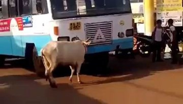 Kỳ lạ: bò mẹ suốt 4 năm chặn đường xe buýt từng gây tai nạn cho con