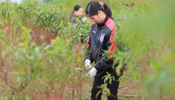 Người dân Nhật Tân hối hả vào mùa 