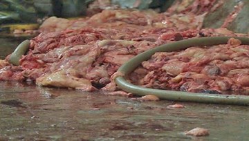 Đột kích xưởng chế biến mỡ bẩn cực lớn