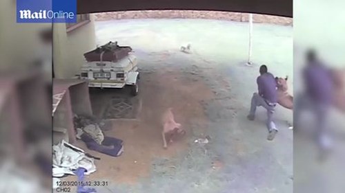 Tên trộm khổ sở đến tội nghiệp vì bị chó tấn công