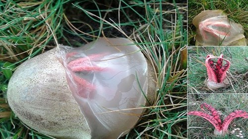 Sinh vật lạ chui ra từ trứng gây xôn xao ở Anh