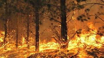 Australia: Cháy rừng lớn do sét đánh