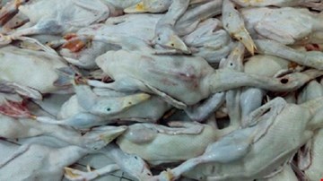 Phát hiện nhiều cơ sở cung cấp thực phẩm bẩn ở TP.HCM