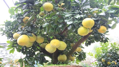Tận mắt bưởi cảnh “độc nhất Hà Thành” trả trăm triệu không bán!