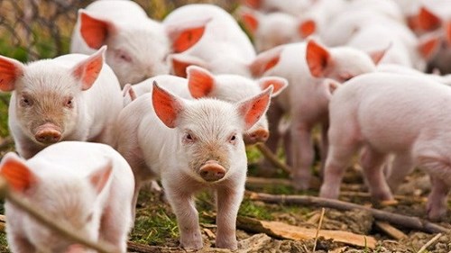 Phát hiện virút cúm heo mới có thể lây sang người