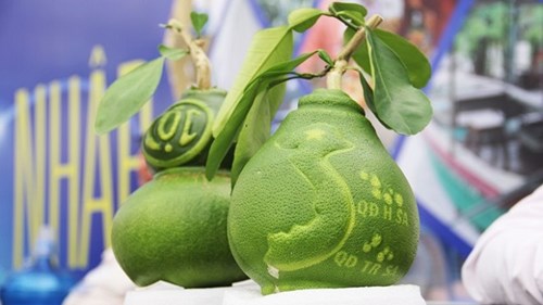 Chiêm ngưỡng trái bưởi tạo hình bản đồ Việt Nam