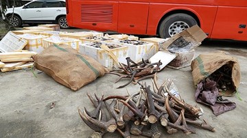 Bắt gần 1 tấn nội tạng và sừng động vật trên xe khách giường nằm