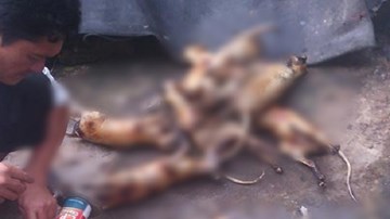 Nam thanh niên giết khỉ dã man rồi khoe chiến tích trên facebook gây phẫn nộ