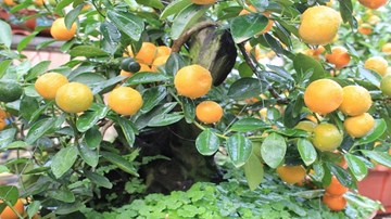 Chiêm ngưỡng vườn quất bon sai giá bạc tỷ 