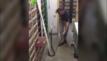 Rùng mình với nghề cho rắn ăn