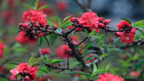 Chiêm ngưỡng đào “khủng” giá vài chục triệu rục rịch bầy bán đón tết