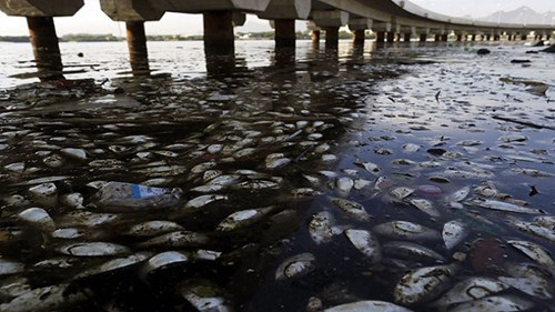 Cá chết phủ kín vịnh Guanabara, Brazil