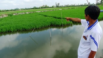Nông dân đua nhau bón xi măng cho lúa, nhà khoa học, chuyên gia nói gì?